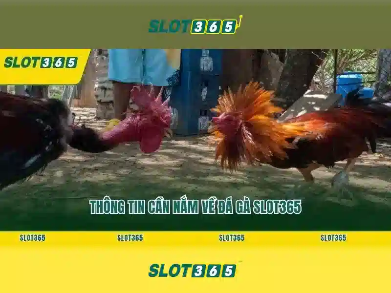 Slot365: Nền tảng giải trí xèng trực tuyến hàng đầu