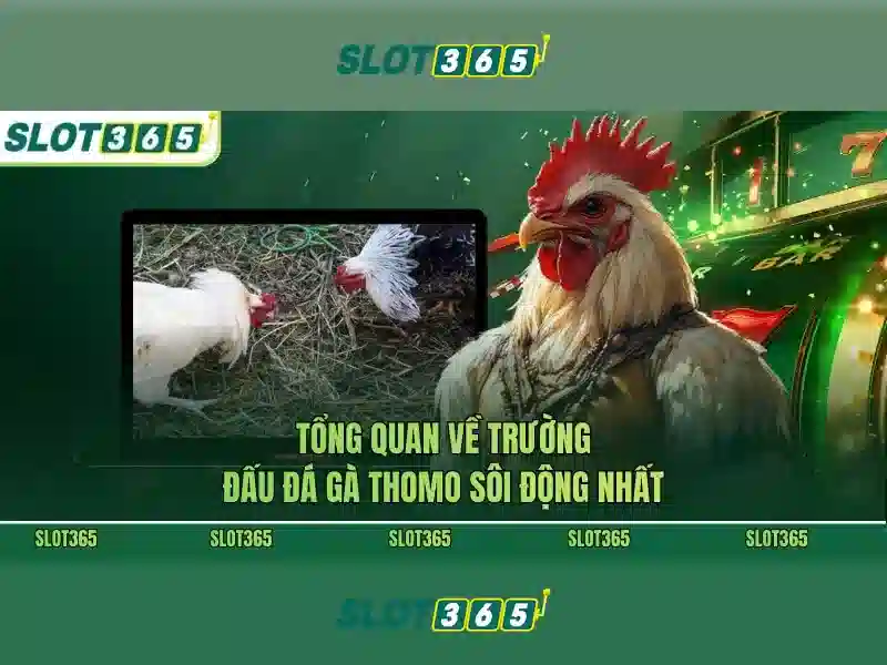 Slot365: Đánh giá nền tảng máy đánh bạc trực tuyến